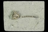 Crinoid (Paricthyocrinus) Fossil - Crawfordsville, Indiana #122973-1